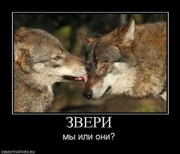 В мире животных демотиватор