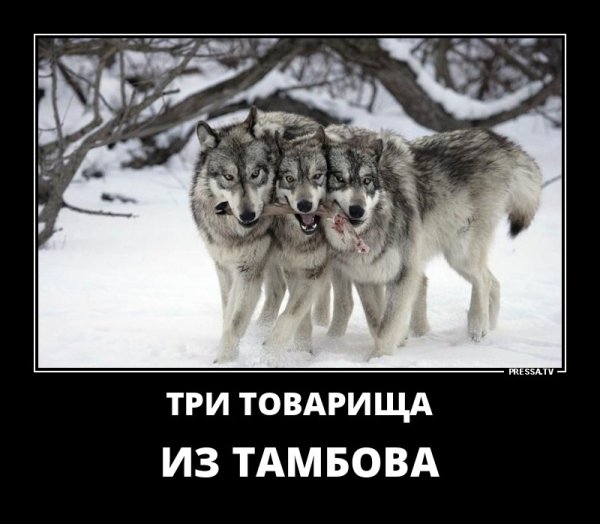 Демотиваторы про Волков