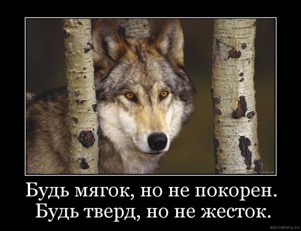 Волк демотиватор