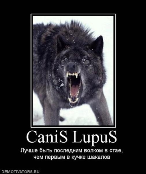 Волк демотиватор