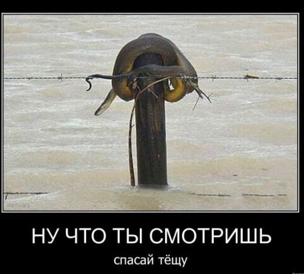 Демотиваторы про тещу