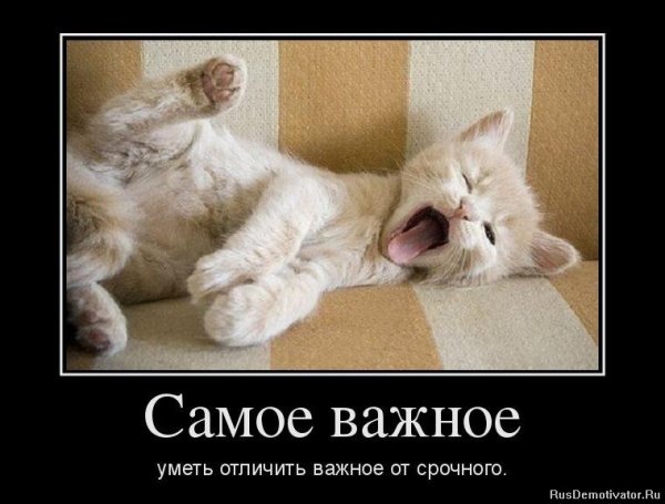 Кот потягивается