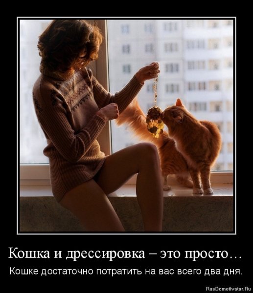 Демотиваторы кошки