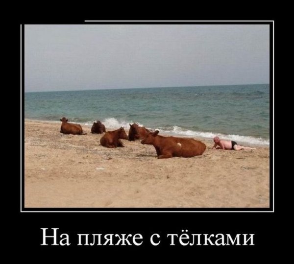 Прикольные демотиваторы