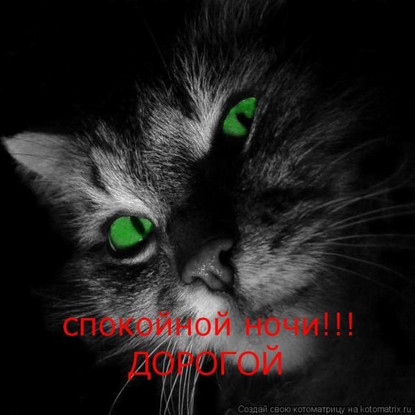 Накорми кота