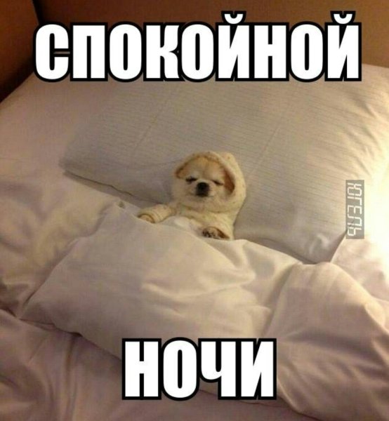 Спокойной ночи прикольные