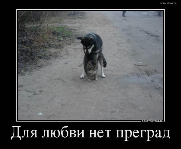 Прикольные картинки любви нет