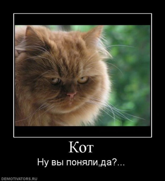 Котята демотиваторы