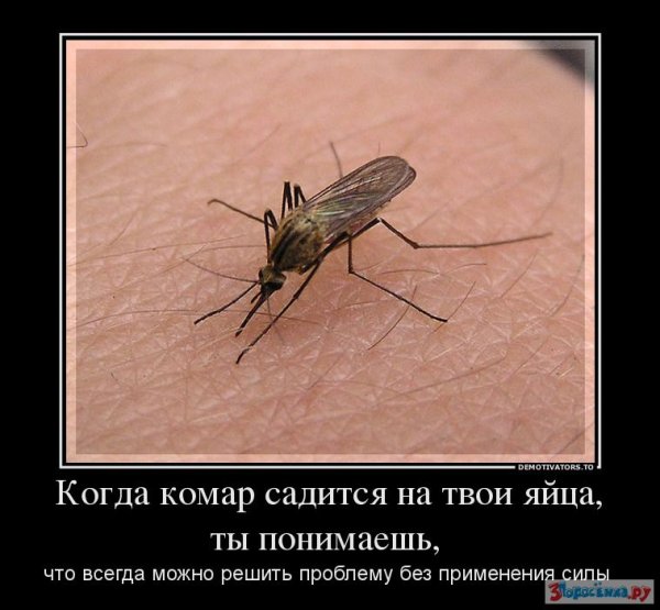 Смешной комар