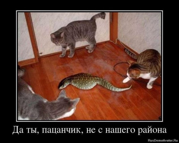 Юмор животные демотиваторы