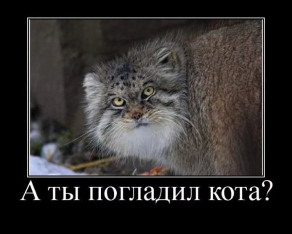 Манул погладь кота