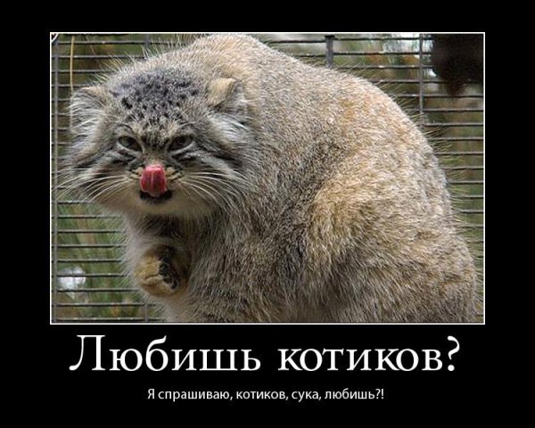 Манул погладь кота сцуко