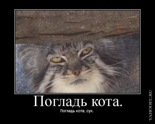 Манул погладь кота сука