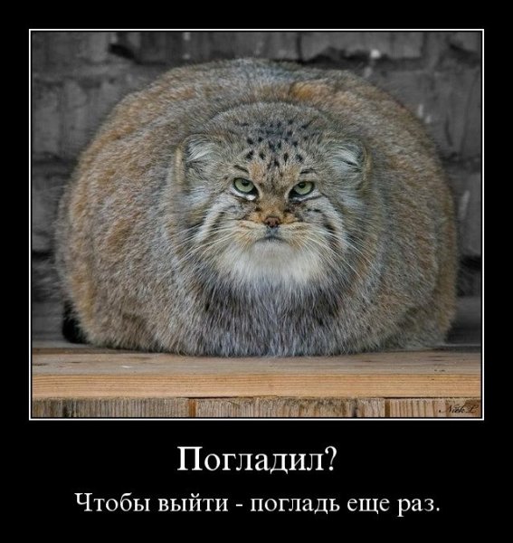 Манул погладь кота сцуко