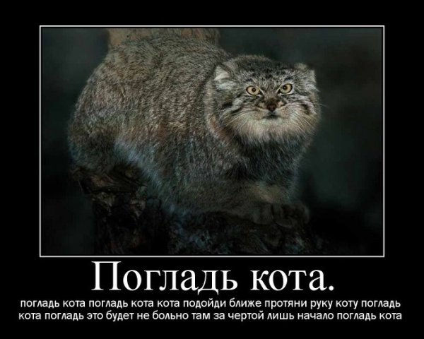 Манул погладь кота