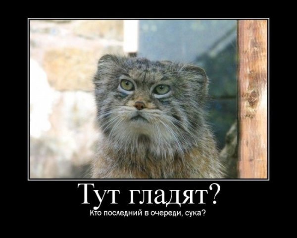 Погладь кота демотиватор