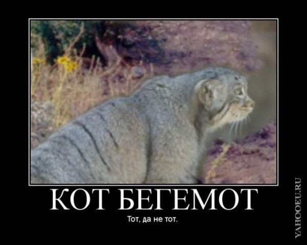 Погладь кота демотиватор