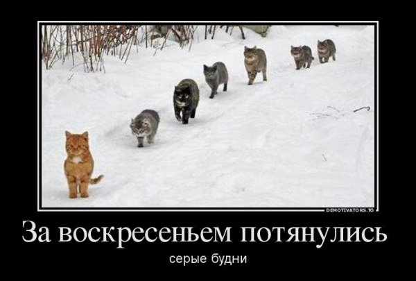 Прикольные демотиваторы