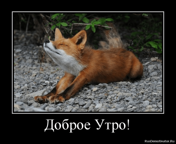 Доброе утро Лисенок