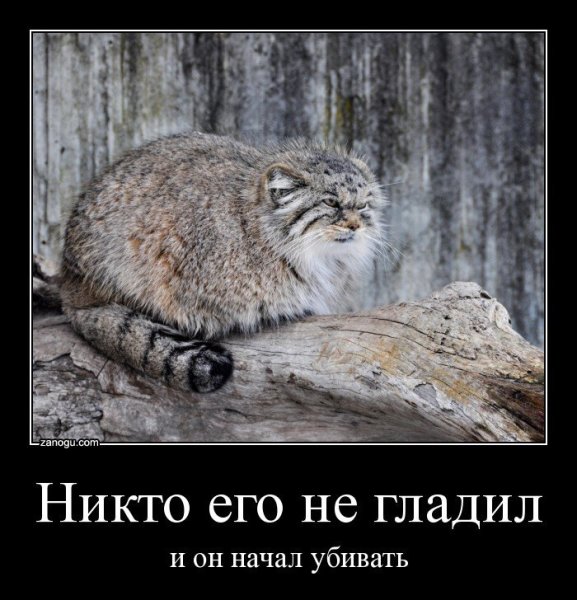 Демотиваторы приколы