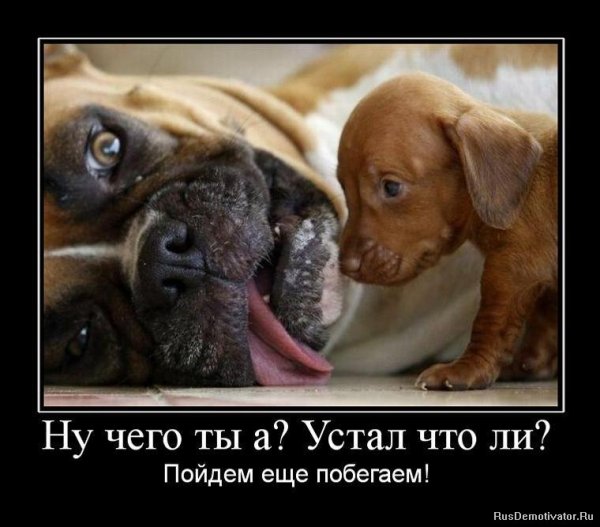 Демотиваторы с животными