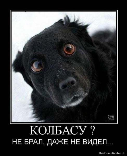 Демотиваторы с животными