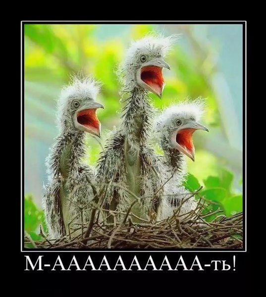 Демотиваторы смешные про животных