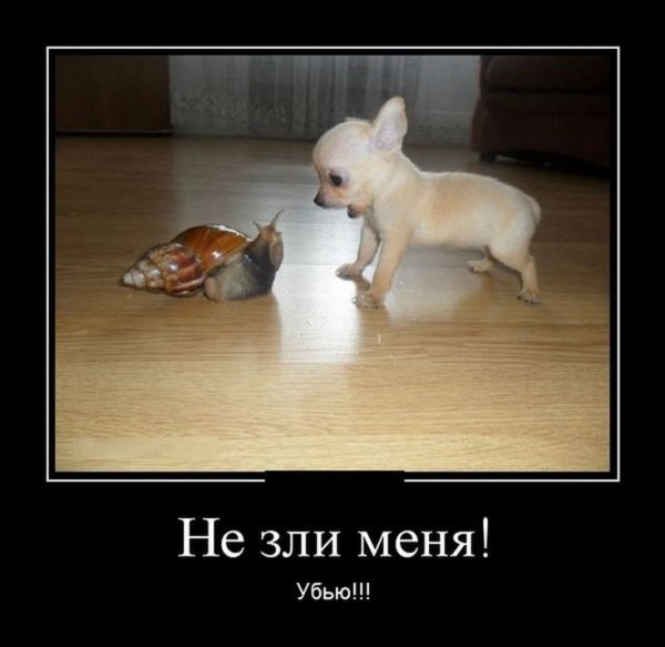 Демотиваторы про животных ржачные