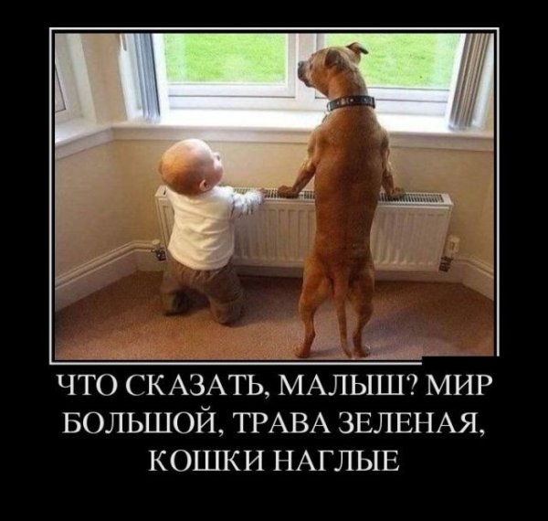 Картинки прикольные демотиваторы