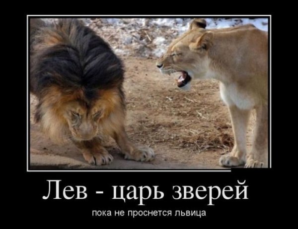 Демотиваторы смешные про животных