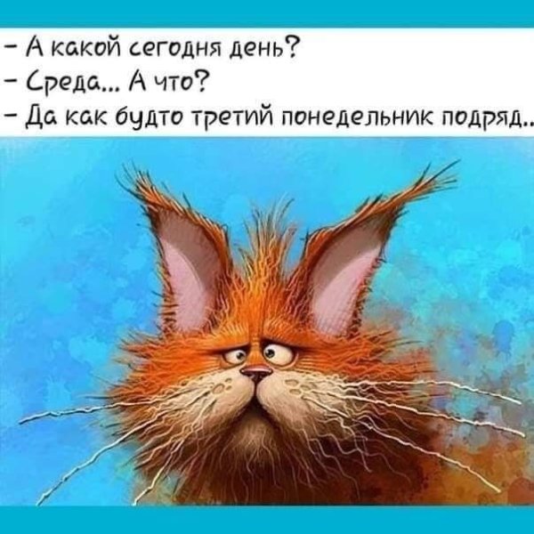 Со средой прикольные смешные