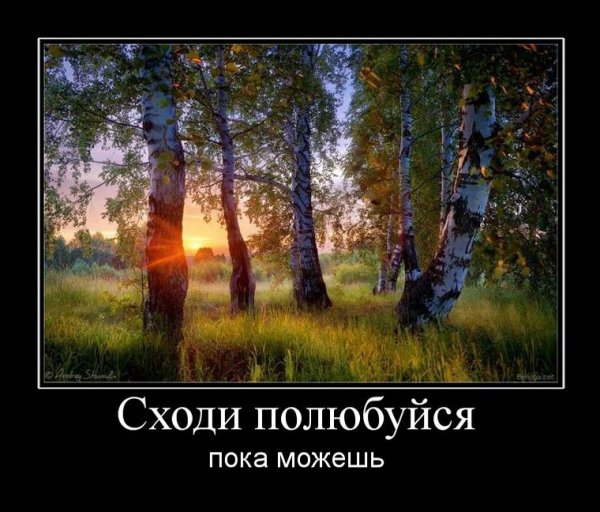 Сябры шумите березы
