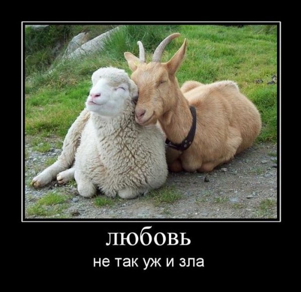 Любовь зла полюбишь и овцу