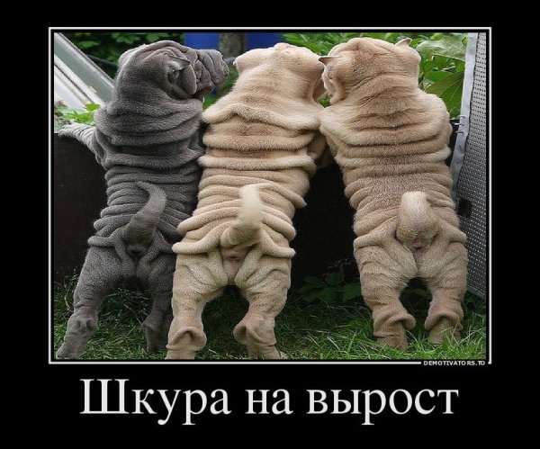 Весёлые картинки демотиваторы
