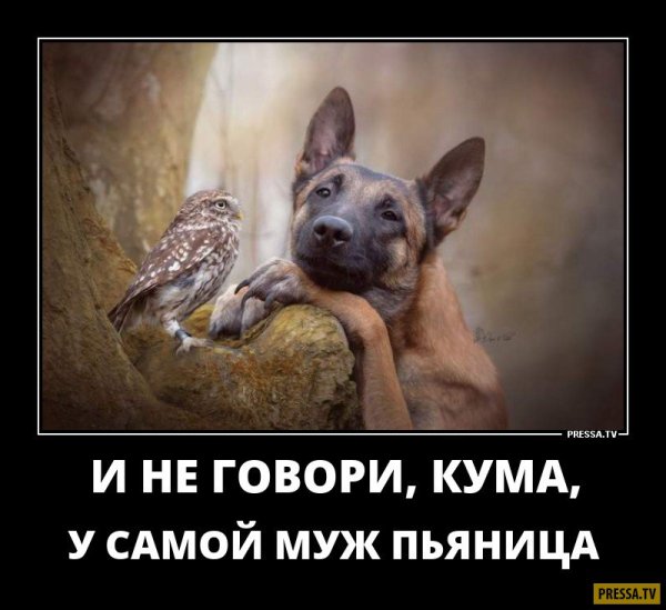 Маразм демотиватор