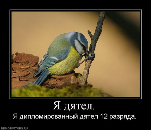 Дятел прикол