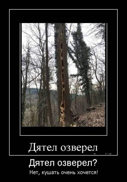 Кот и дятел прикол