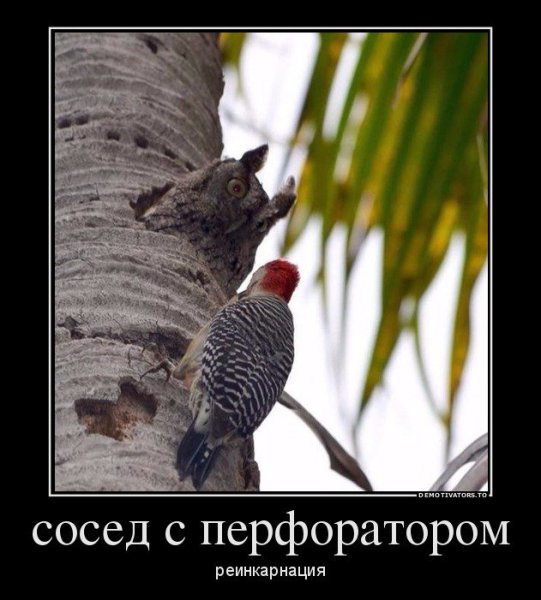 Я тебе сейчас перфоратор сломаю