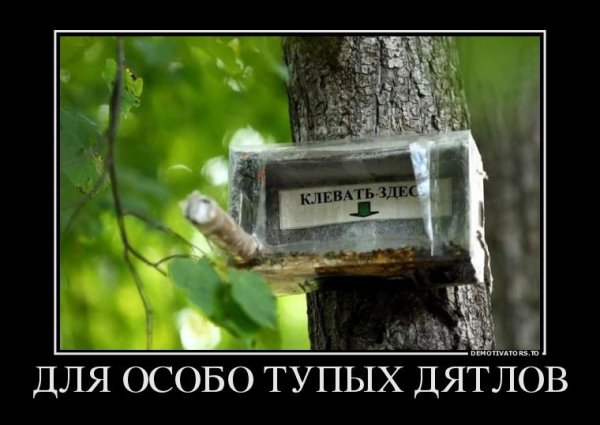 Дятел демотиватор