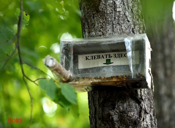 Кормушка для птиц прикол
