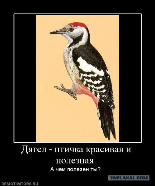 Прикольный дятел