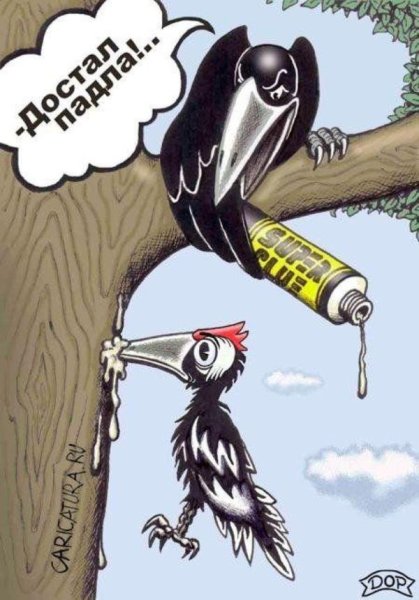 Дятел карикатура