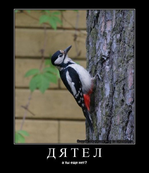 Дятел смешной