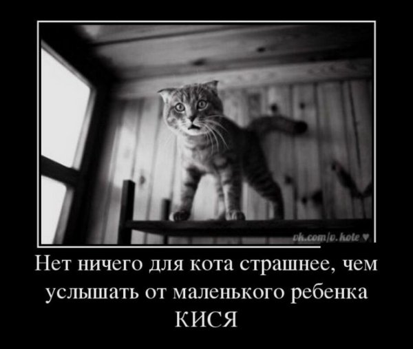 Демотиваторы про Питер