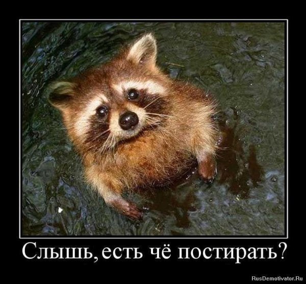Енот демотиватор