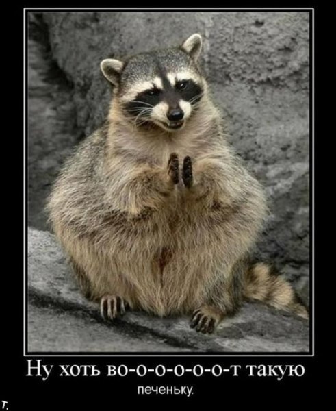Демотиваторы про енотов