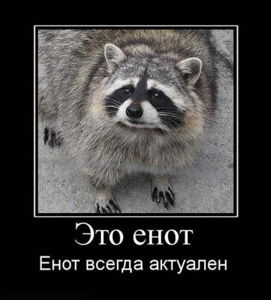 Енот демотиватор