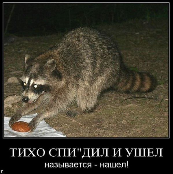 Шутки про енота