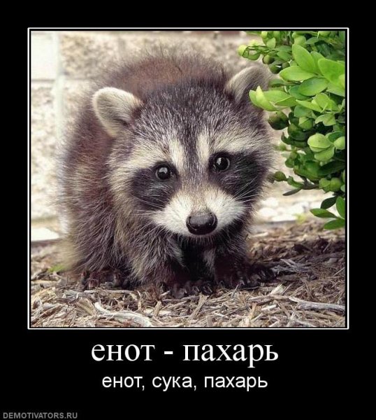 Приколы про енотов