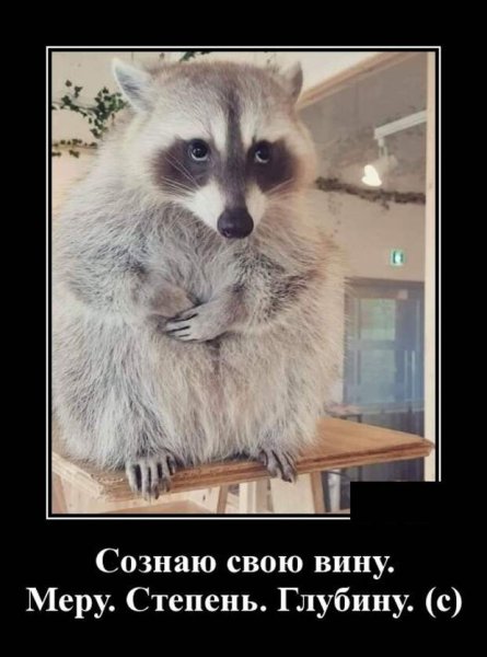 Енот извиняется